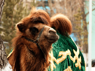 Portrait of camel, covered in traditional kazakh style colorful textile.