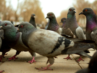 Crowd of pigeon on the walking street. Selective focus.