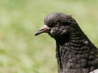 Close up beautiful pigeon portrait.