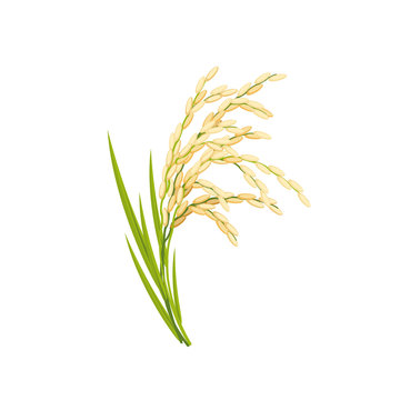 Rice spikes, stem with leaves. Vector illustration cartoon flat icon isolated on white.