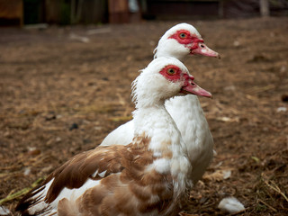 Two large heavy ducks also known as America Pekin Duck