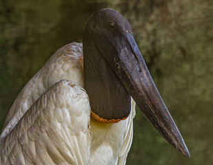 Portrait of the Brazilian Yabiru (Jabiru stork, J. mycteria). It is a large stork lives in grassland and wetlands near rivers and ponds in the South America. The name means "swollen neck". © DmitriiK
