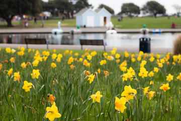 daffodils at a boating lake in spring, canoe lake southsea