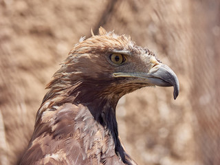 Close up head portrait of a eagle