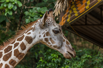 Head of an African giraffe chewing food