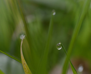 Close-up of dew on grass 