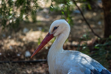 Portrait of a White Stork (Ciconia ciconia)