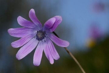 closeup of purple flower against the blue sky background 