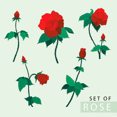 Set of red roses vector illustration