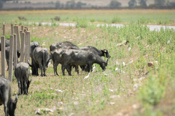Fototapeta na wymiar water buffalo