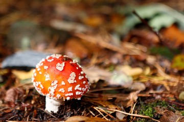 Pilz im Wald