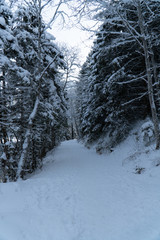 wald in verschneiter winterlandschaft