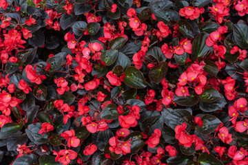 Dense red blooming begonia flowers