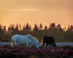 black and white new forest ponies grazing amongst the purple heather