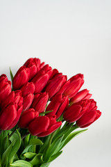 Spring flowers banner - bunch of red tulips flowers on white, grey background. Easter day mock up greeting card. Tulip Congratulation or Invitation card with free space for text. 