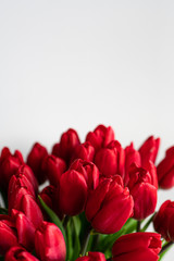Fototapeta premium Spring flowers banner - bunch of red tulips flowers on white, grey background. Easter day mock up greeting card. Tulip Congratulation or Invitation card with free space for text. 