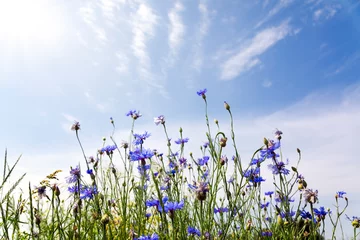 Tuinposter Wilde bloemen op zonnige blauwe hemel, lenteweide © Mariusz Blach