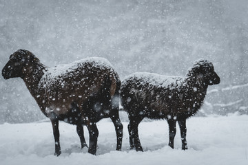 Fototapeta premium zwei schafe im schneegestöber 