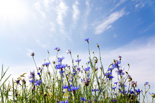 Fototapeta Wild flowers on sunny blue sky, spring meadow