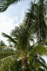 Palmen in Thailand