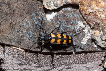 Black-yellow longhorn beetle is sitting on a tree stump. Wood beetle pest.