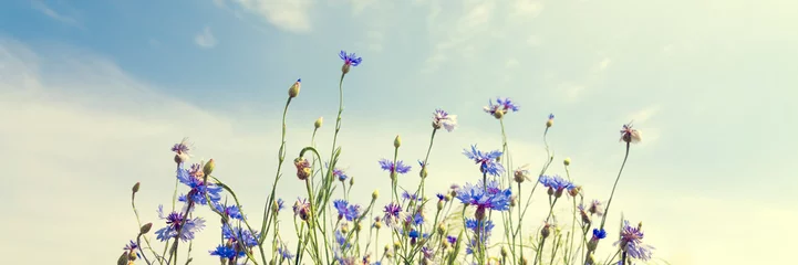 Fototapeten Wild flowers on sunny blue sky, spring meadow © Mariusz Blach