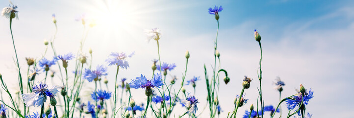 Wild flowers on sunny blue sky, spring meadow