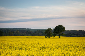 Obraz premium two trees in the middle of a yellow oil seed rape field