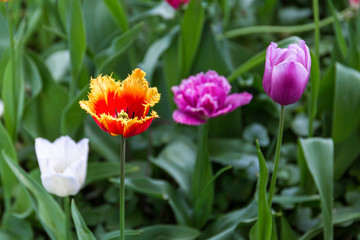 Fototapeta premium Beautiful yellow-orange tulips in the spring garden..
