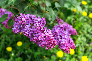 Beautiful spring lilac flowers.
