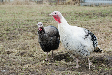 Two young turkey in spring bird farm yard close-up