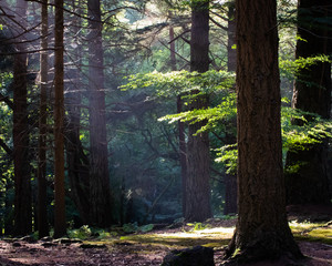 sunlight shining through trees in a forest onto the forest floor