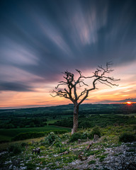 moving clouds behind a dead tree on a hill at sunset