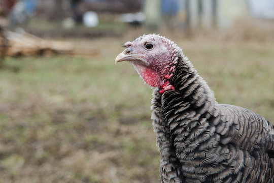 Gray young turkey in a spring bird farmyard