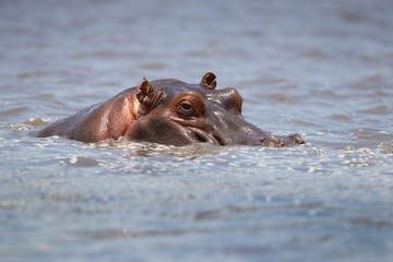 hippopotamus inhabits rivers, lakes and mangrove swamps, where territorial bulls preside over a stretch of river and groups of five to thirty cows and young.