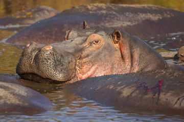 Fototapeta premium hippopotamus inhabits rivers, lakes and mangrove swamps, where territorial bulls preside over a stretch of river and groups of five to thirty cows and young.