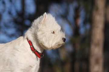 White west terrier dog playing outside in the snow.	