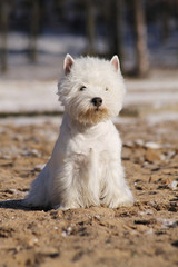 White west terrier dog playing outside in the snow. 