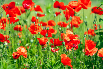 Fototapeta na wymiar Red poppy flowers, poppies spring blossom, green meadow with flowers