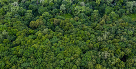 forest tree aerial top view