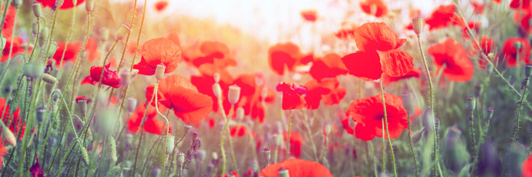 Sunny Meadow With Red Poppy Flowers