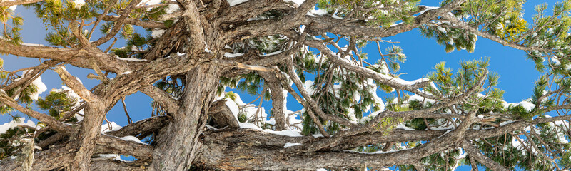 Looking up into a large tree in winter