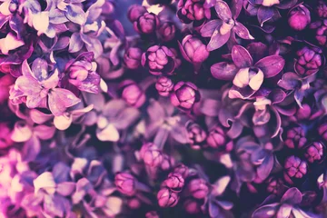 Poster Purple lilac flowers blossom in garden, spring background © Mariusz Blach