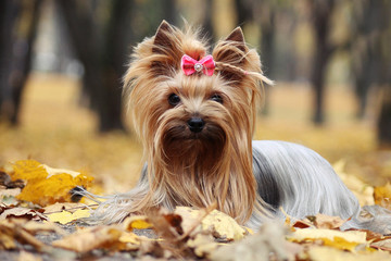 Yorkshire terrier in the gold autumn.