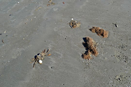 dead crab on the sand at the beach
