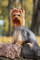 Yorkshire terrier in the gold autumn.