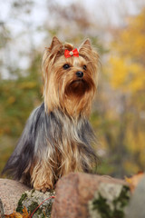 Yorkshire terrier in the gold autumn.