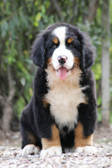 Bernese mountain dog puppy outside. Puppy in the kennel.	