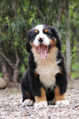 Bernese mountain dog puppy outside. Puppy in the kennel.	