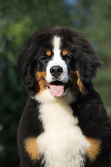 Bernese mountain dog puppy outside. Puppy in the kennel.